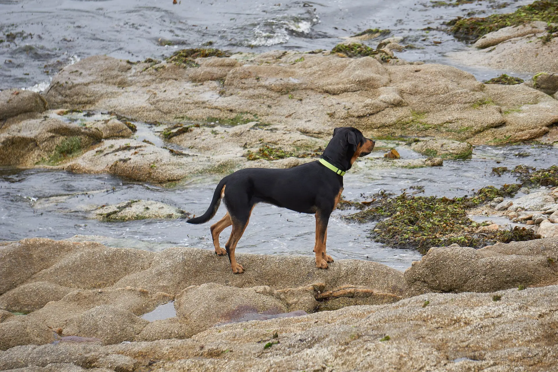 collares de paseo para perros